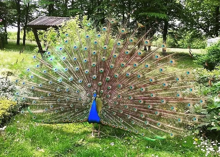 Dwor - House Of Rosenthal Podstolice